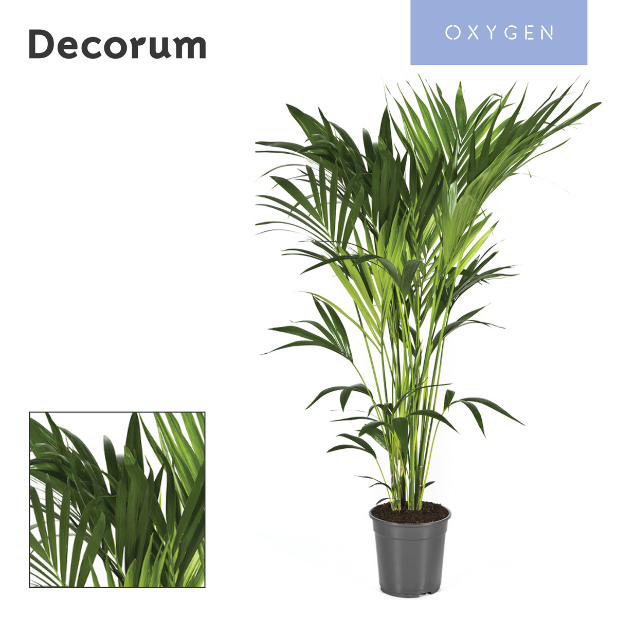 Howea forsteriana 140cm 24cm Pot