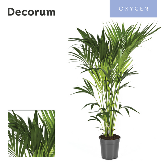 Howea forsteriana 140cm 24cm Pot