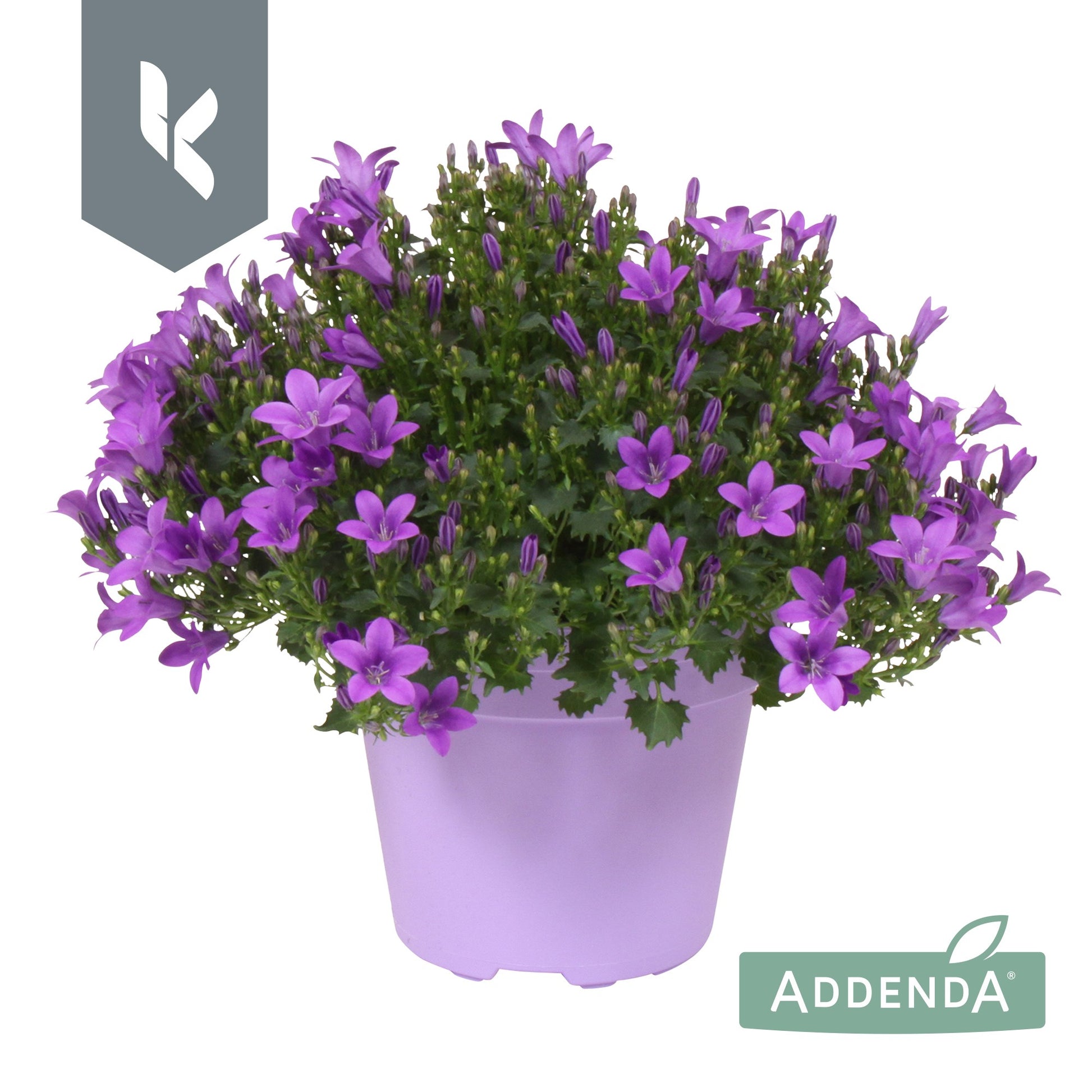 Campanula Ambella Intense purple 25cm 15cm Pot