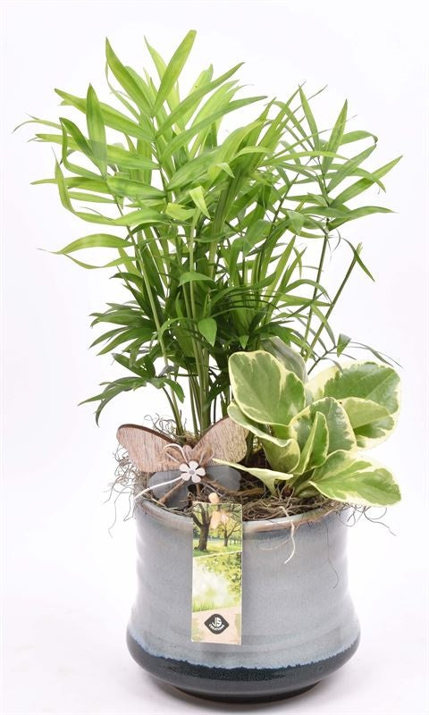 Indoor arrangement 14cm Pot
