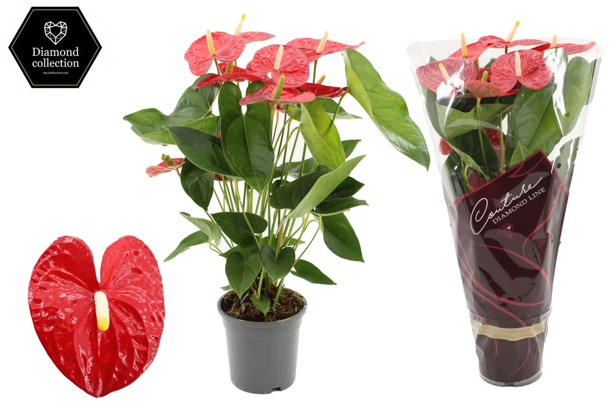 Anthurium Jambo red 57cm 17cm Pot