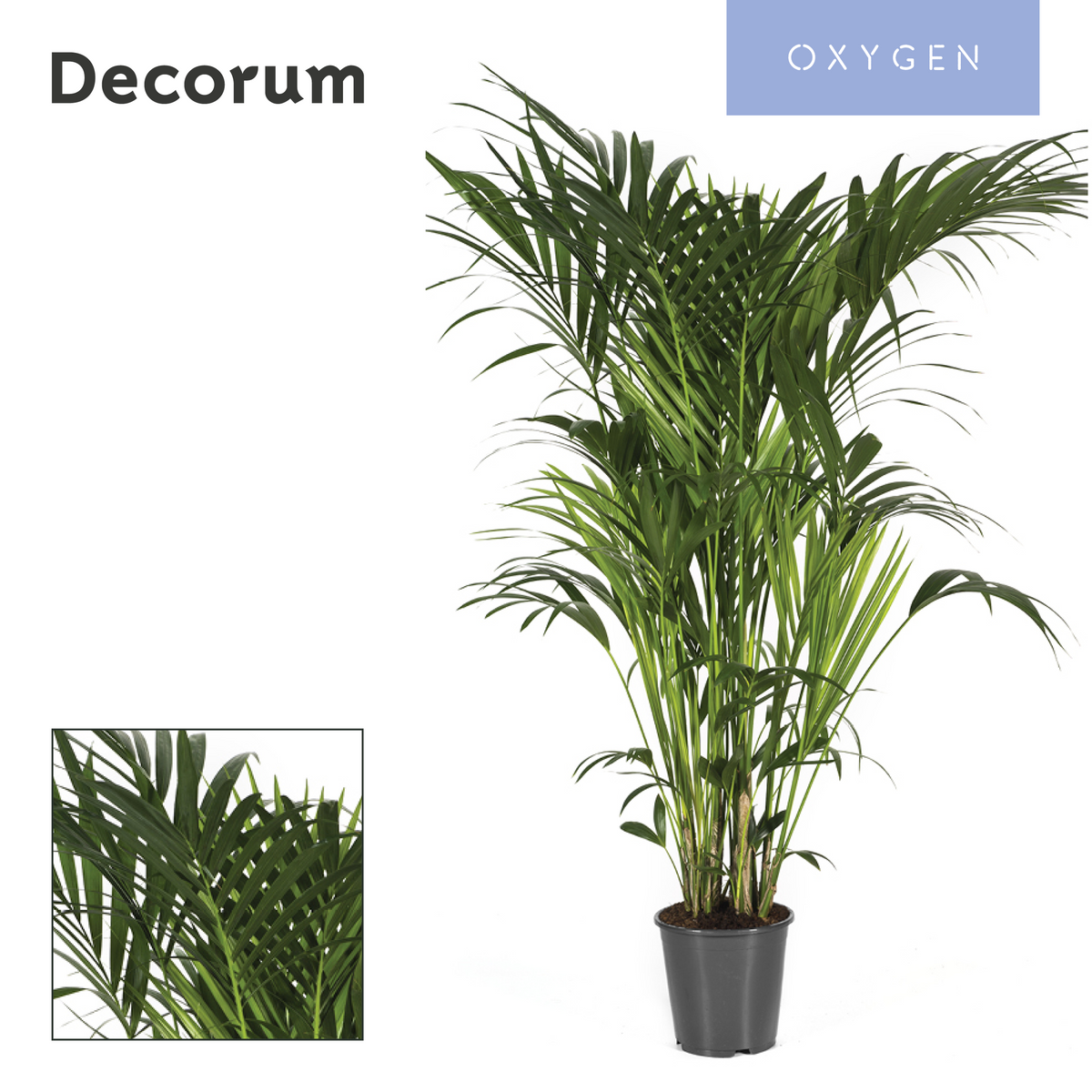 Howea forsteriana 180cm 27cm Pot