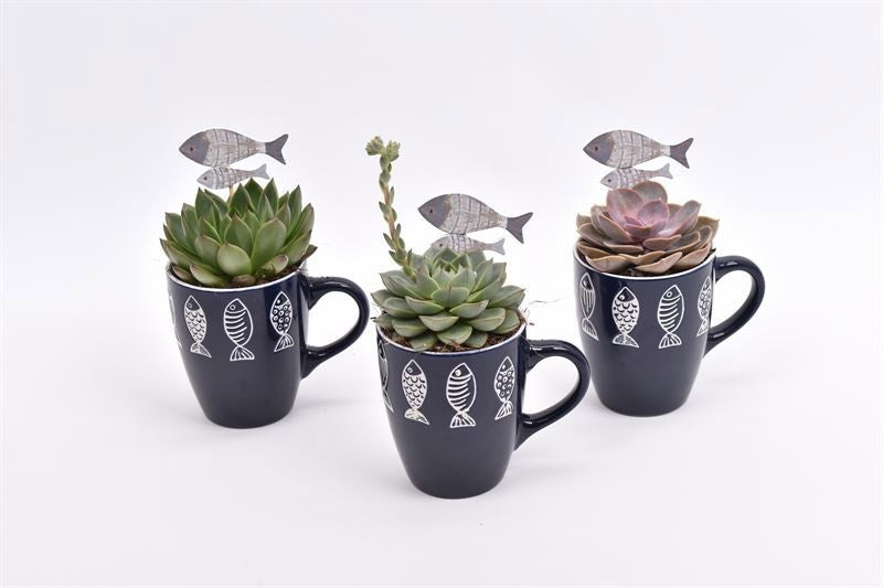 arr.  Plants 9cm Pot
