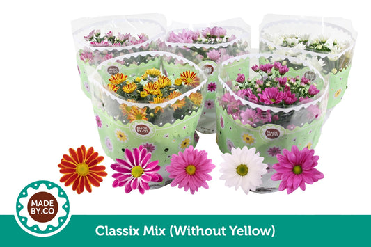 Chrysanthemum mix 27cm 23cm Pot
