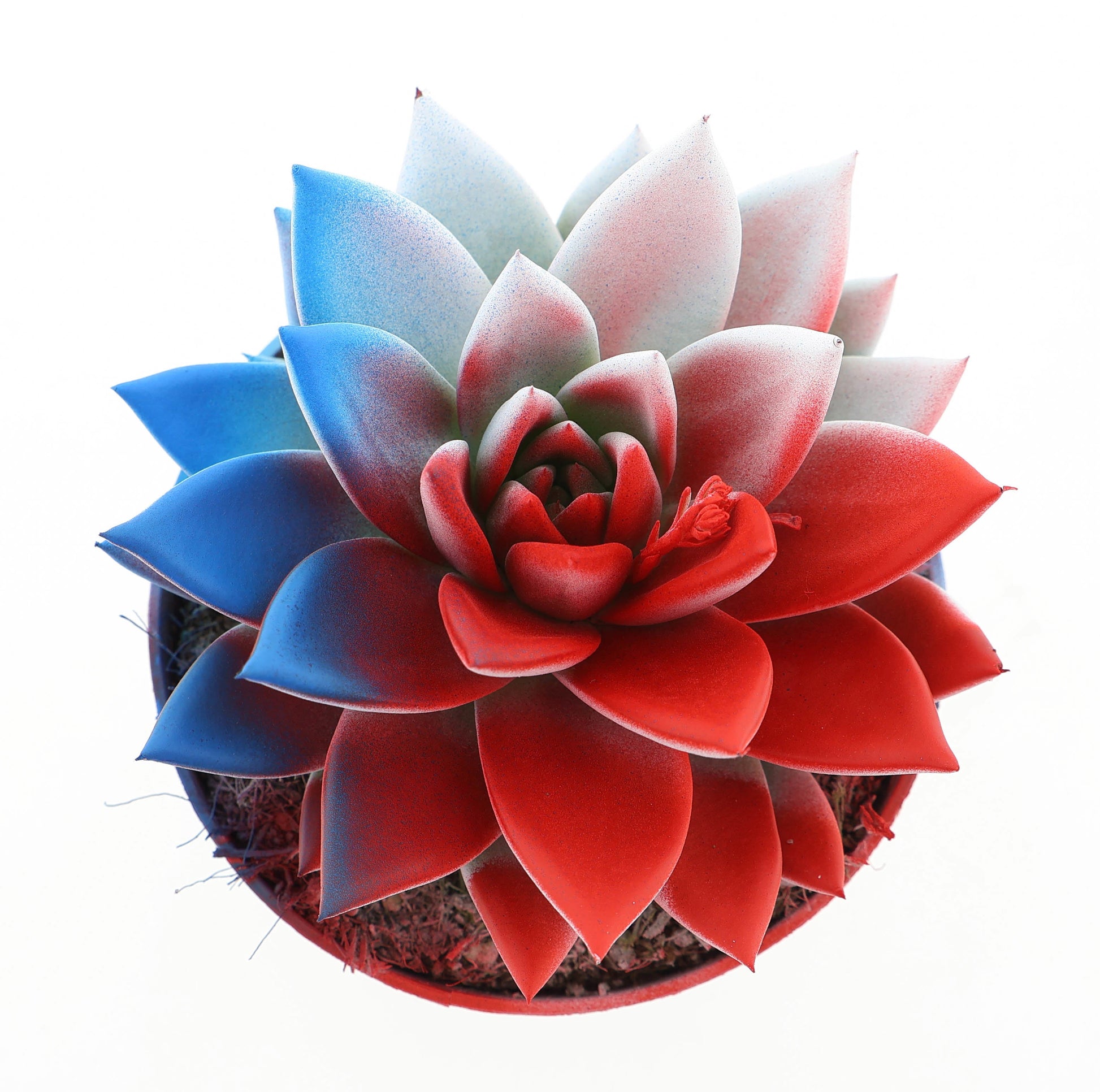 Rainbow Czech Republic 12cm 510cm Pot