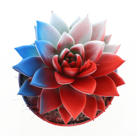Rainbow Czech Republic 12cm 510cm Pot