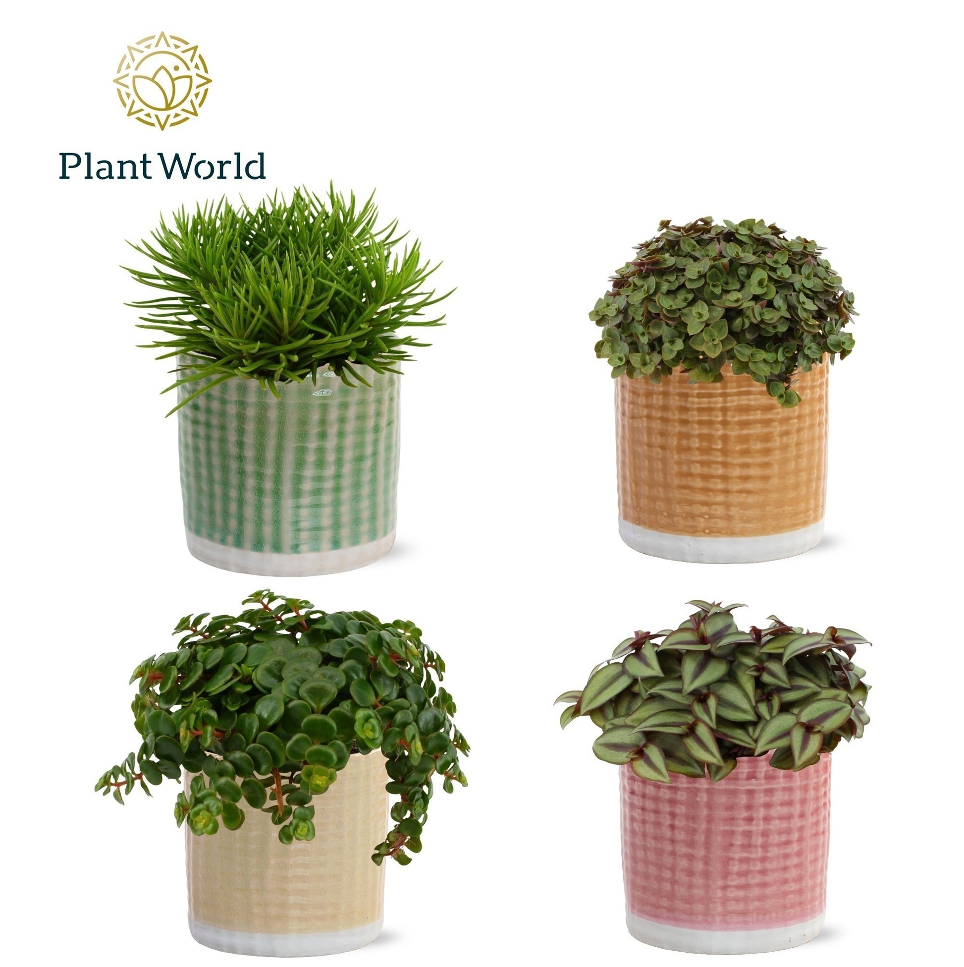 Foliage houseplants mix 15cm 510cm Pot