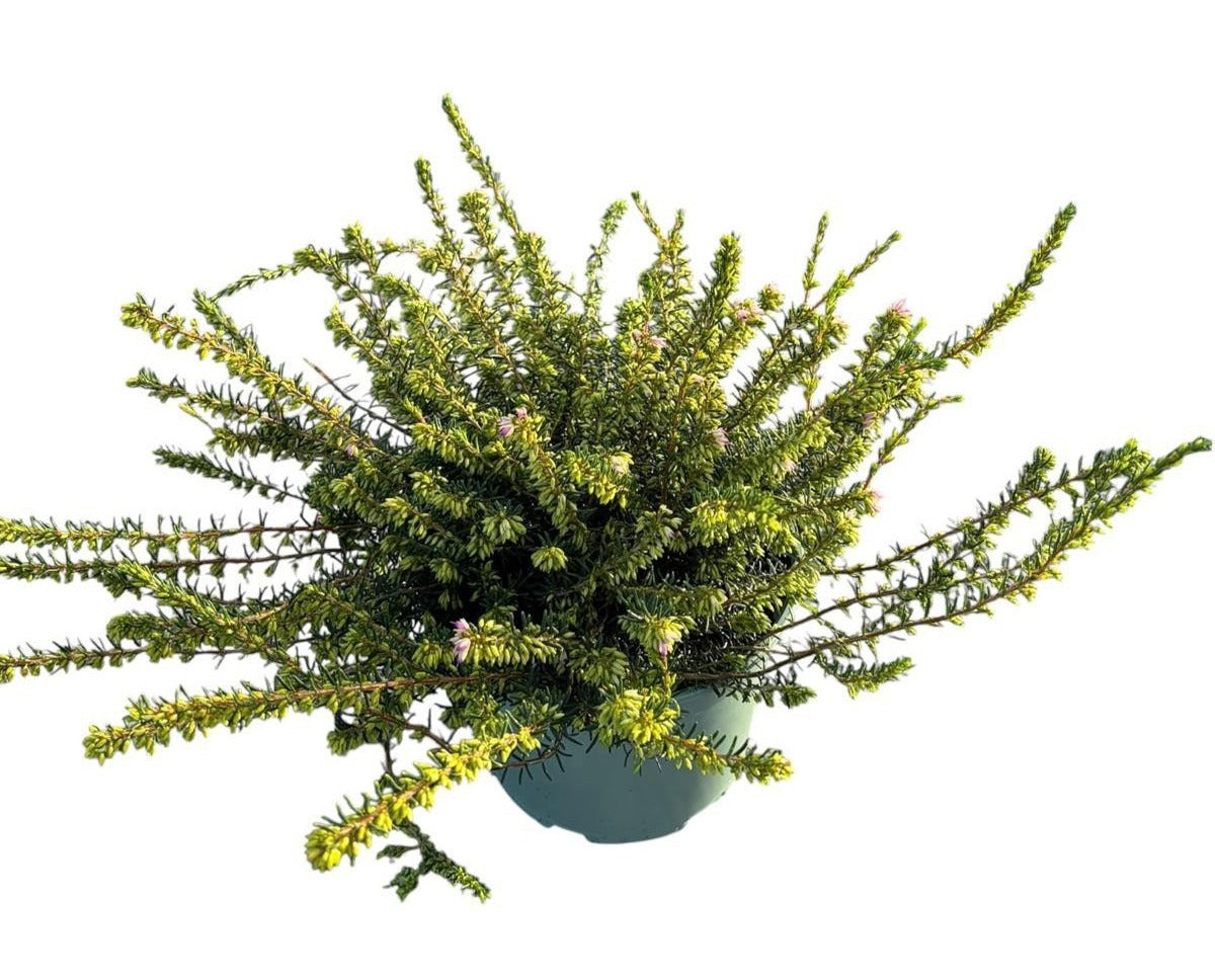 Erica Darley Dale 25cm 17cm Pot