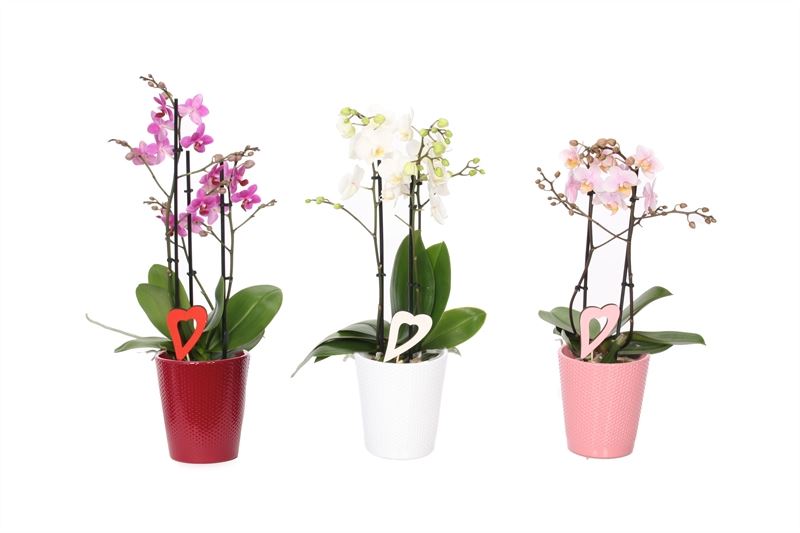 Phalaenopsis mix 40cm 12cm Pot