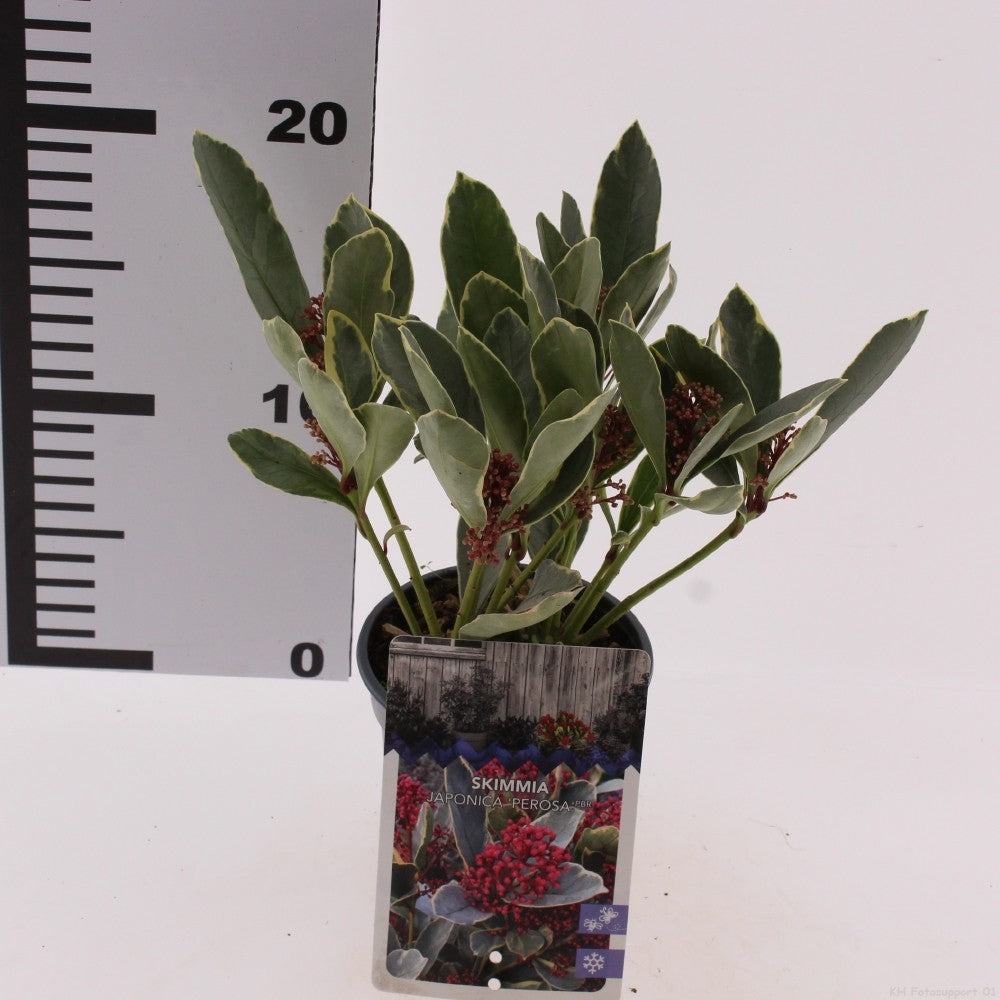 Snepvangers Tuinplanten Skimmia japonica Perosa Pack of 18