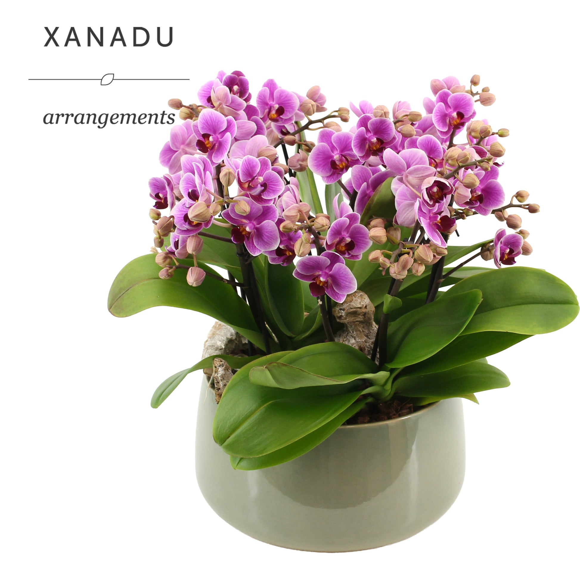 Xanadu Osaka 40cm 24cm Pot