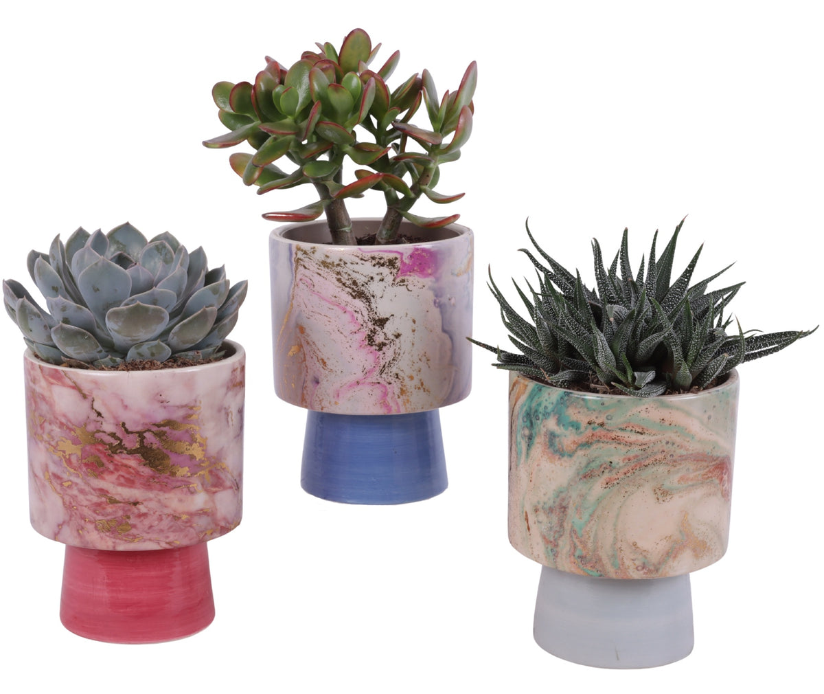 Succulent mix 25cm 14cm Pot