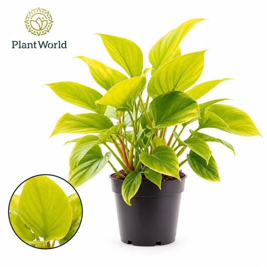 Plantworld Jogrow Homalomena Lemon Lime Pack of 6