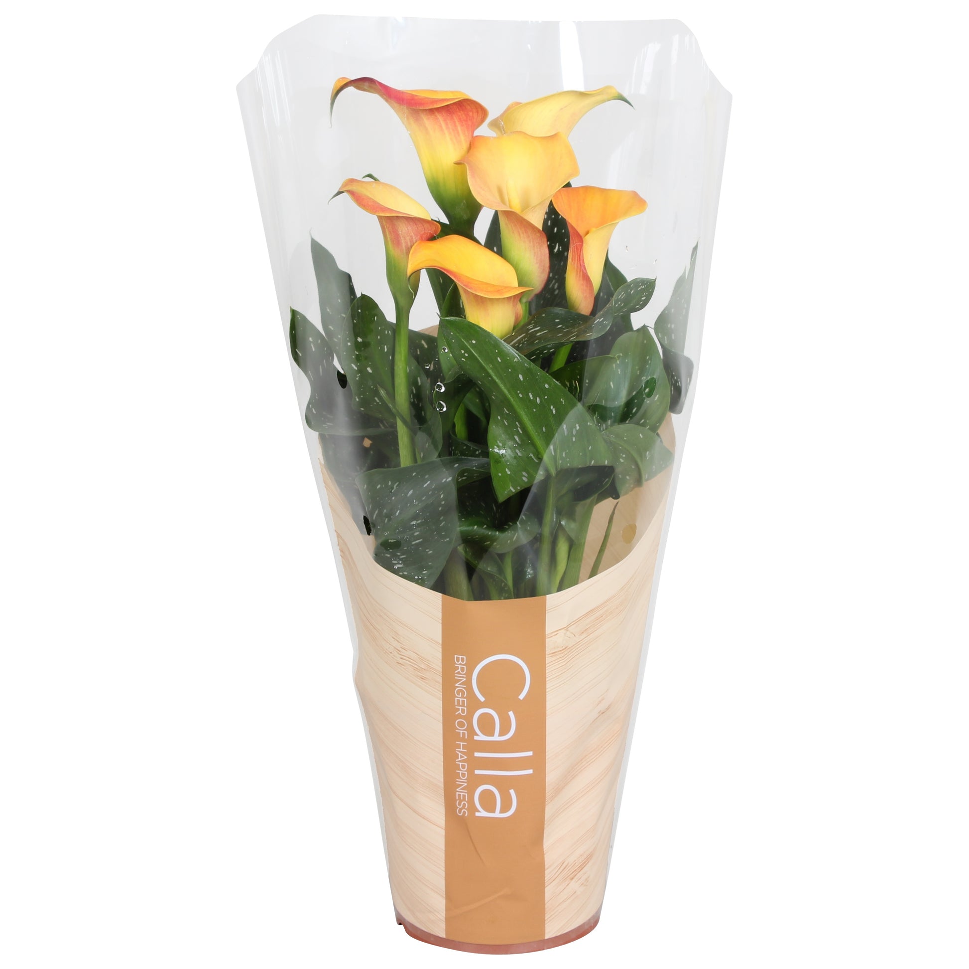 Zantedeschia 40cm 13cm Pot