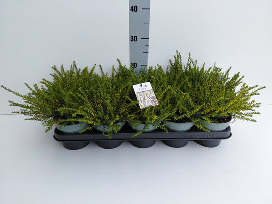 Erica Silberschmelze 20cm 12cm Pot
