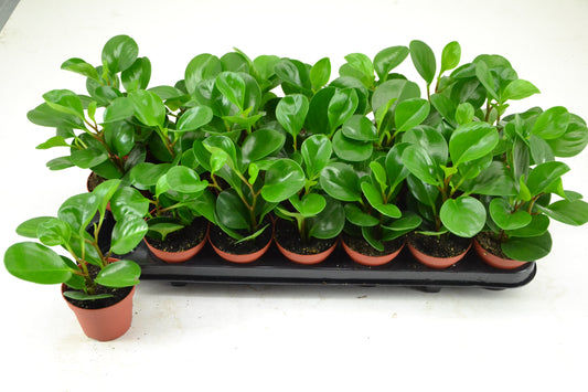 Peperomia caperata 12cm Special Pot (508)