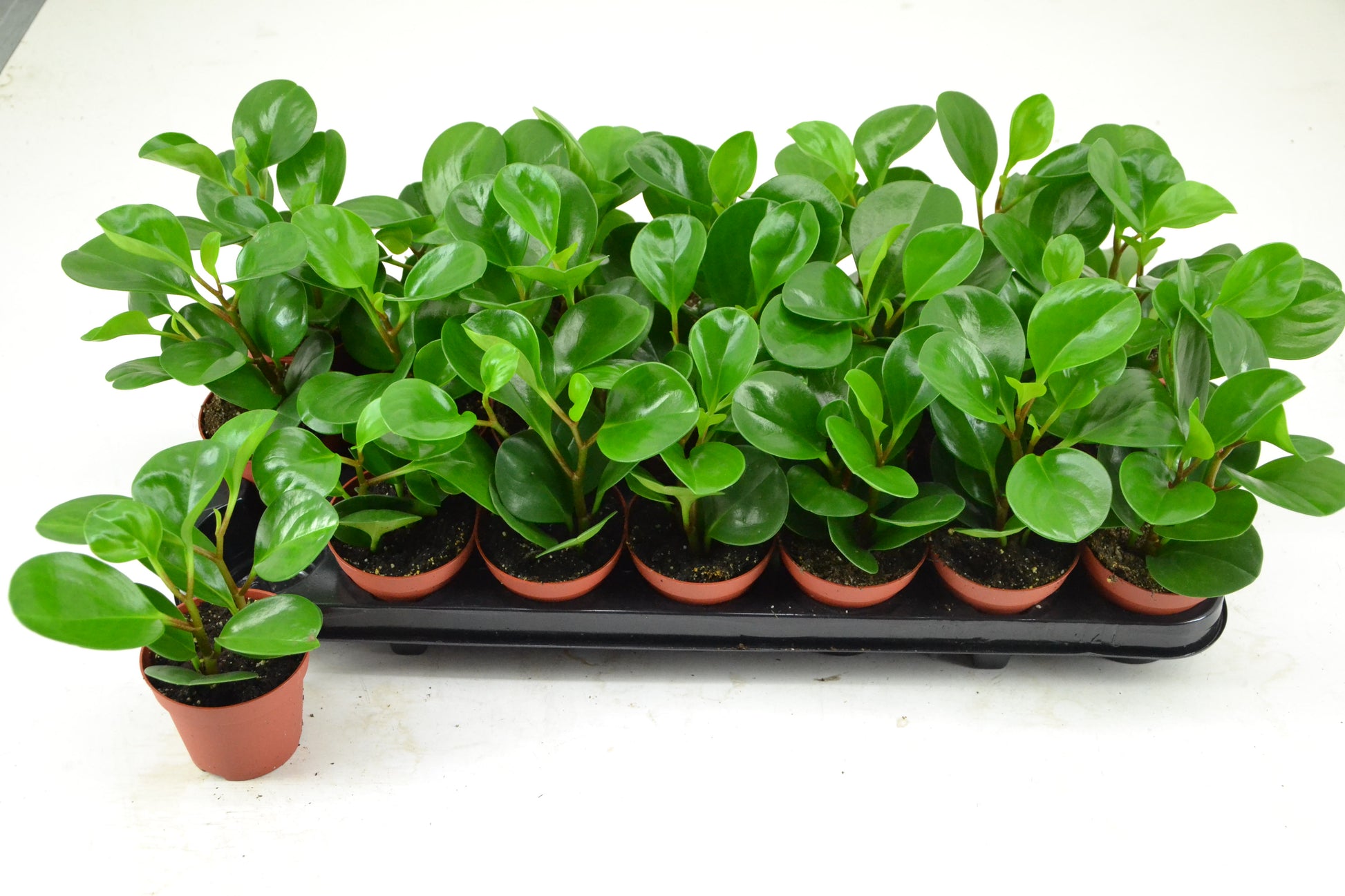 Peperomia caperata 12cm 8.5cm Pot