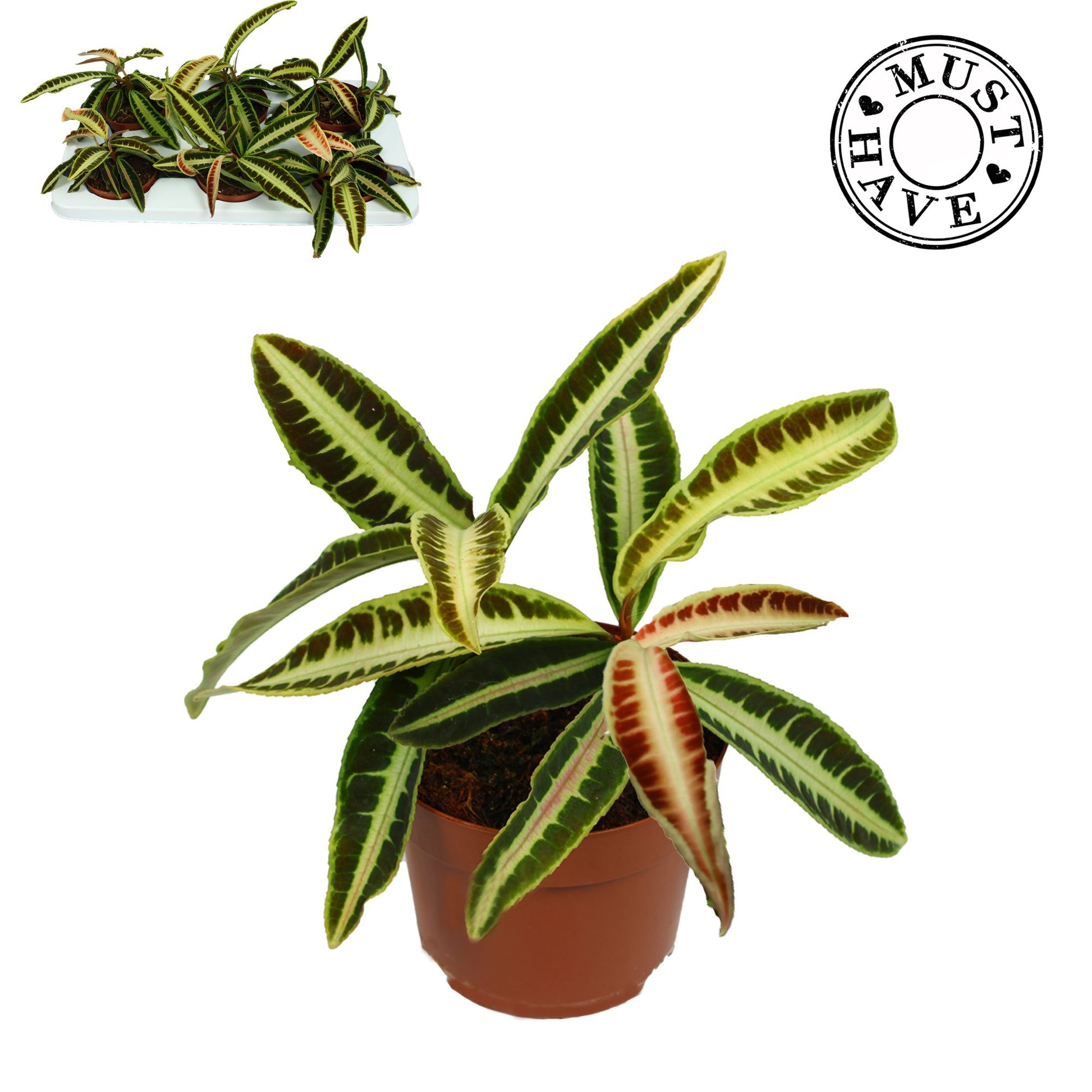 Labisia Kura Kura 32cm 13cm Pot