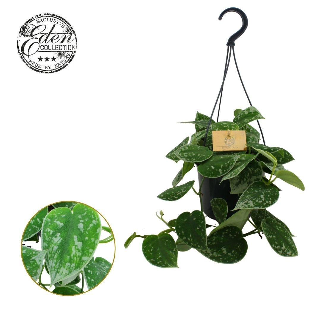 Scindapsus 20cm 15cm Pot