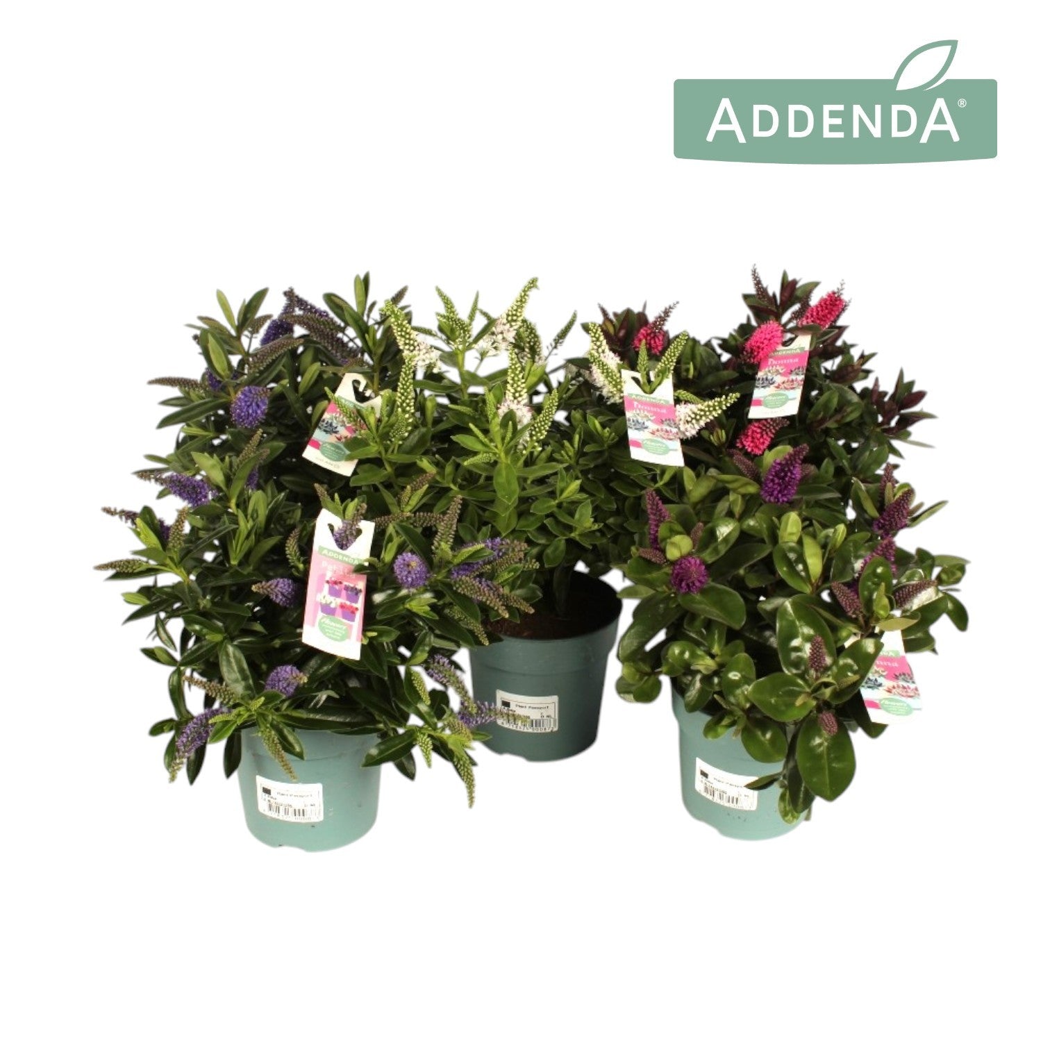 Hebe Addenda mix 28cm 12cm Pot