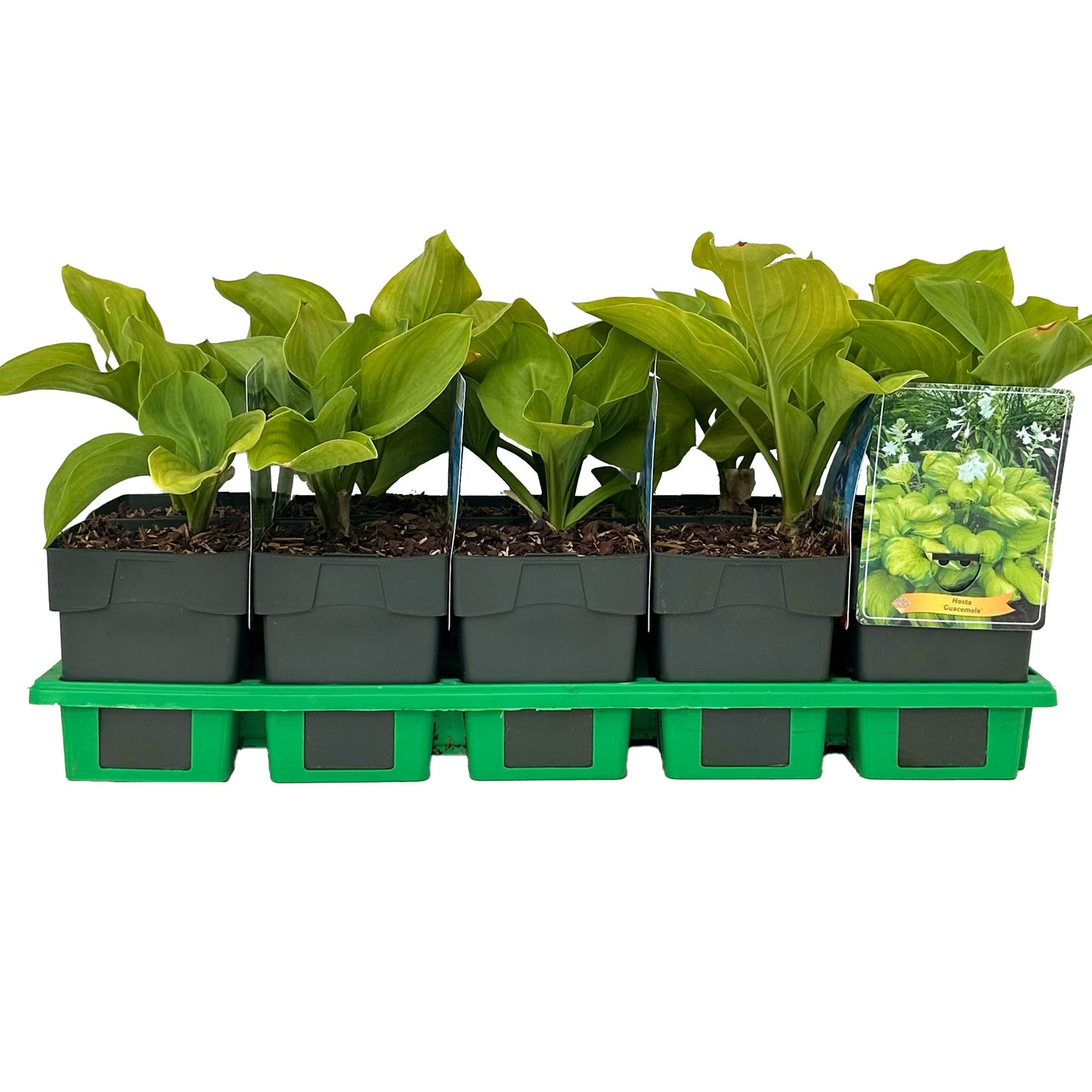 Hosta 'Guacamole' 25cm 11cm Pot
