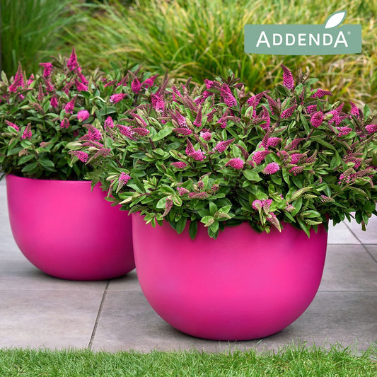 Hebe Hebedonna Eva 50cm 17cm Pot