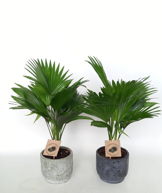 Livistona rotundifolia 45cm 15cm Pot