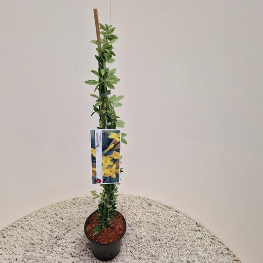 Jasminum nudiflorum 50cm 14cm Pot