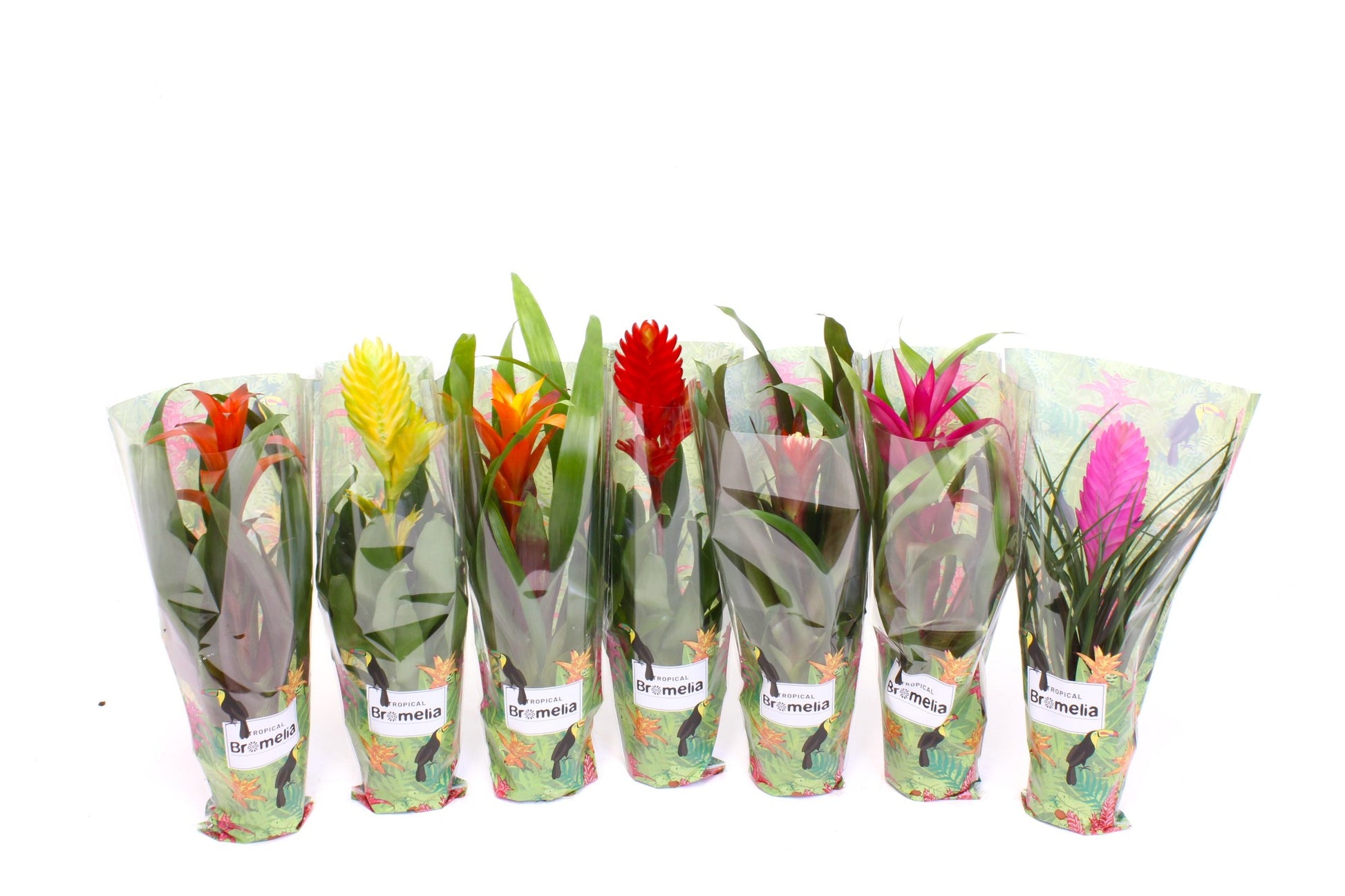 Bromelia mix 35cm 9cm Pot