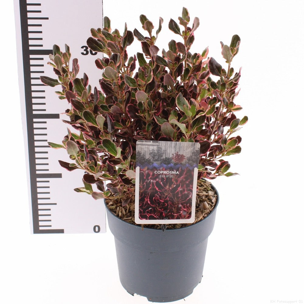 Snepvangers Tuinplanten Coprosma mix Pack of 6