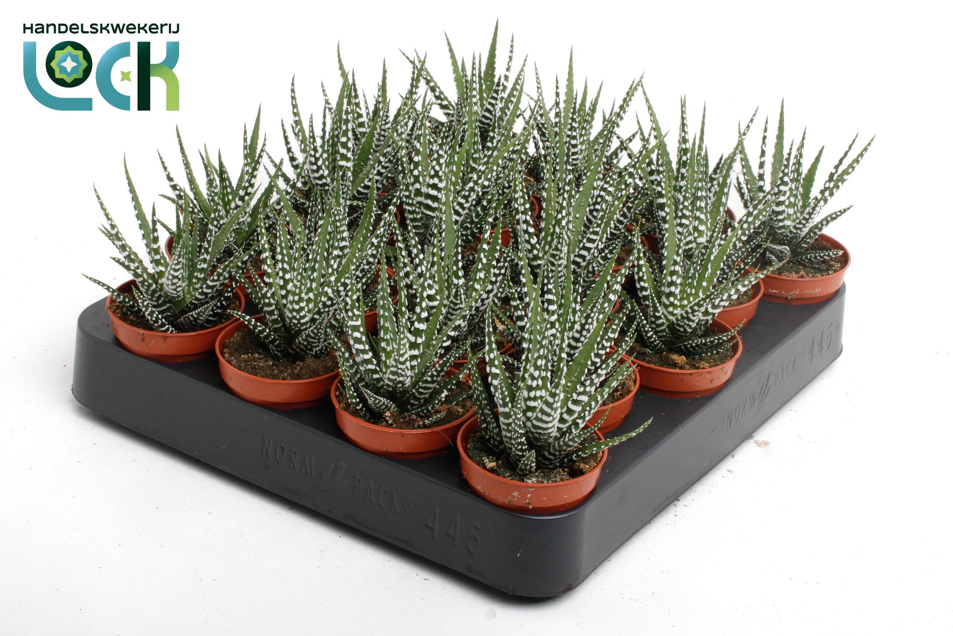Lock, Handelskwekerij Haworthia Big Band Pack of 20
