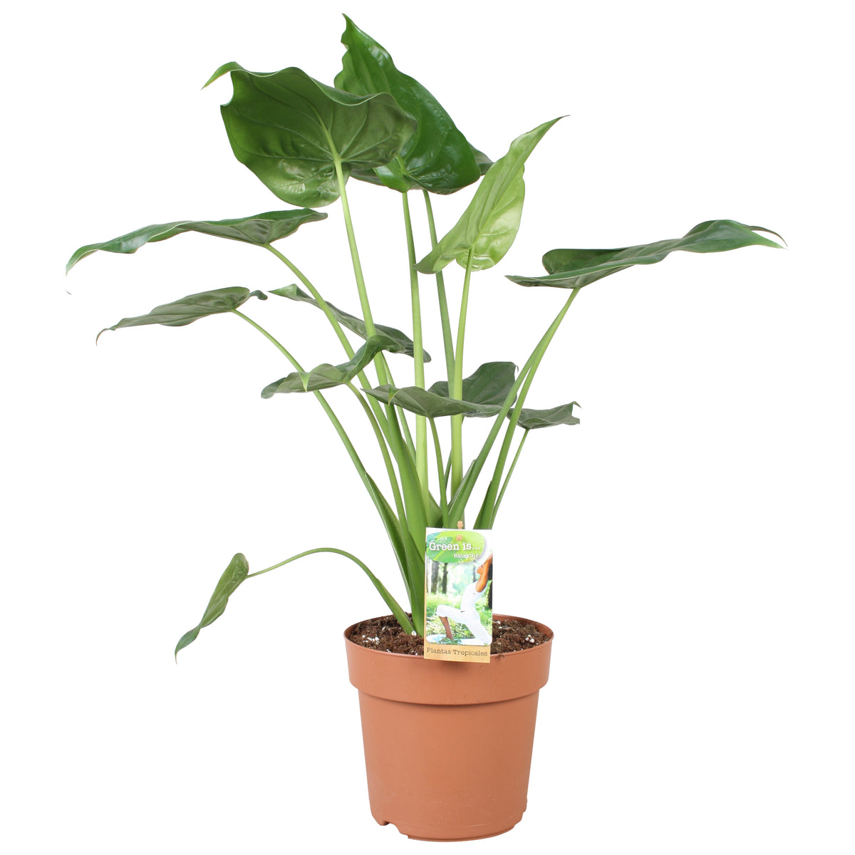 alocasia-cucullata-90cm-21cm-pot