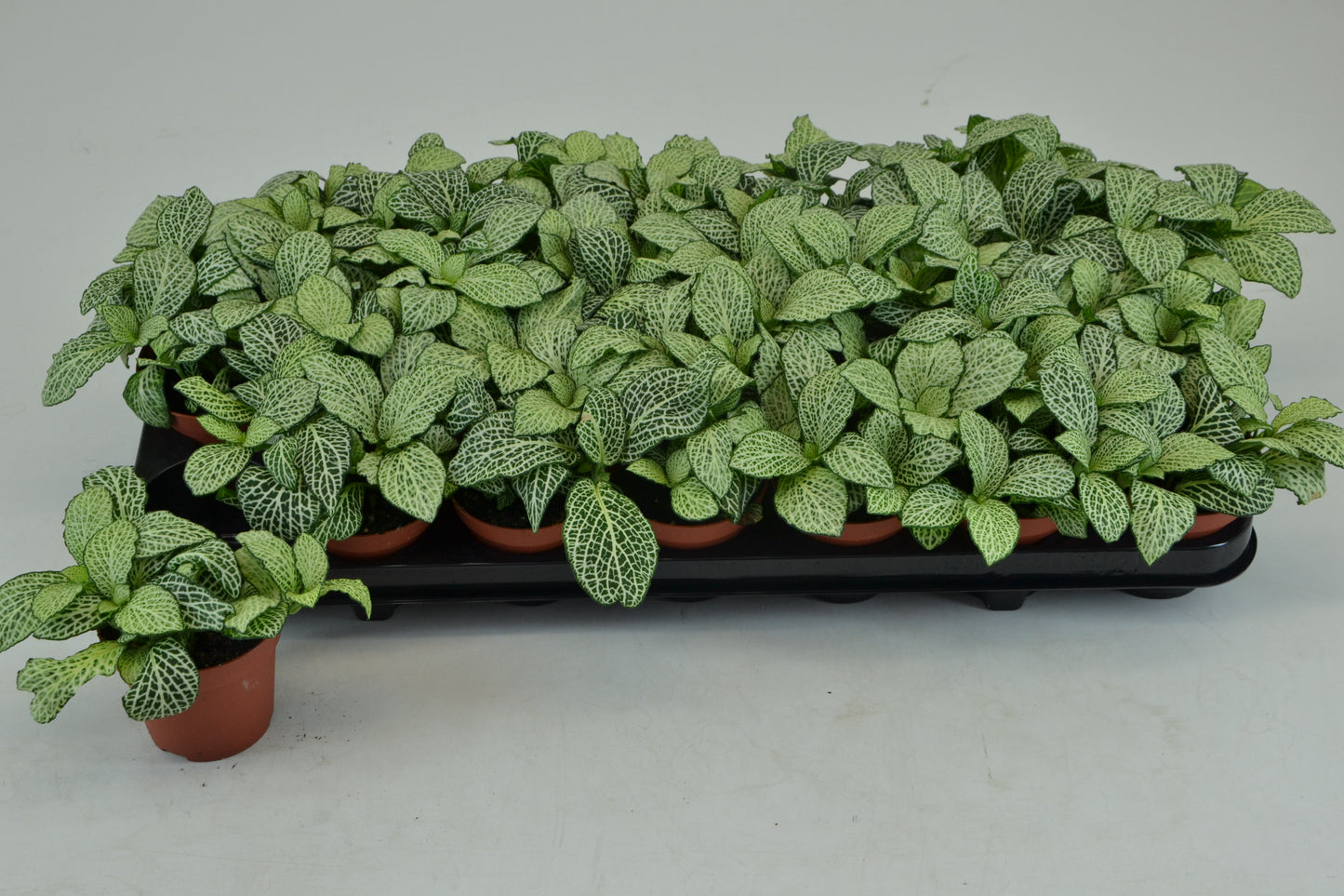 Fittonia White Anne 10cm Special Pot (508)