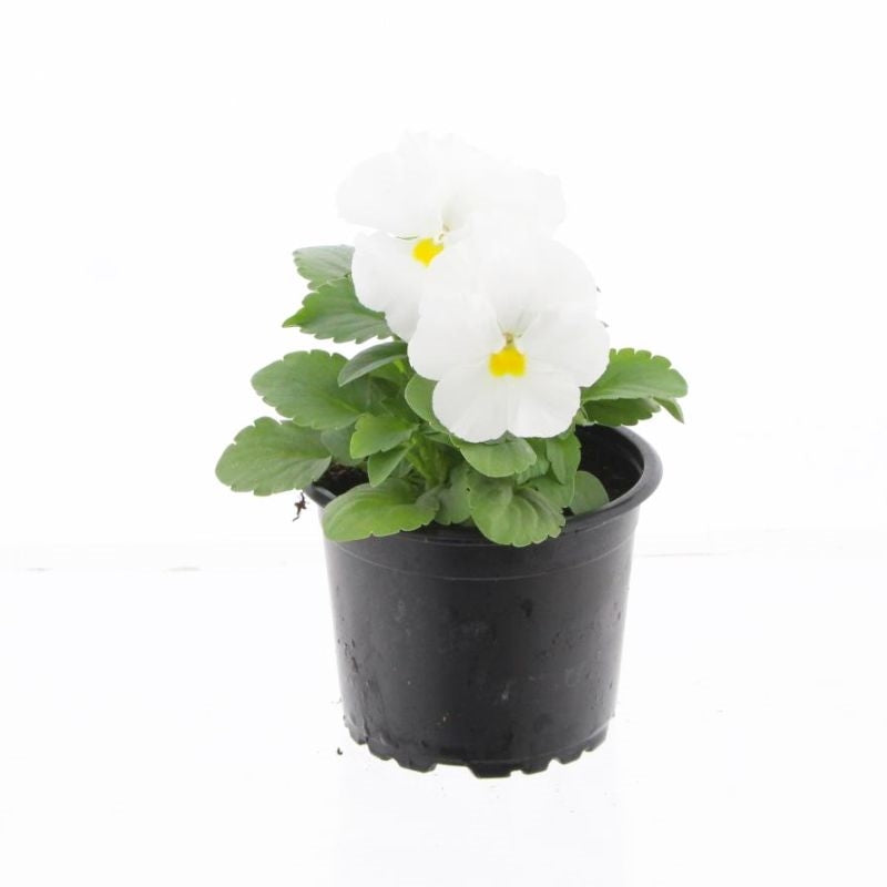 Viola Evo White 15cm 9cm Pot