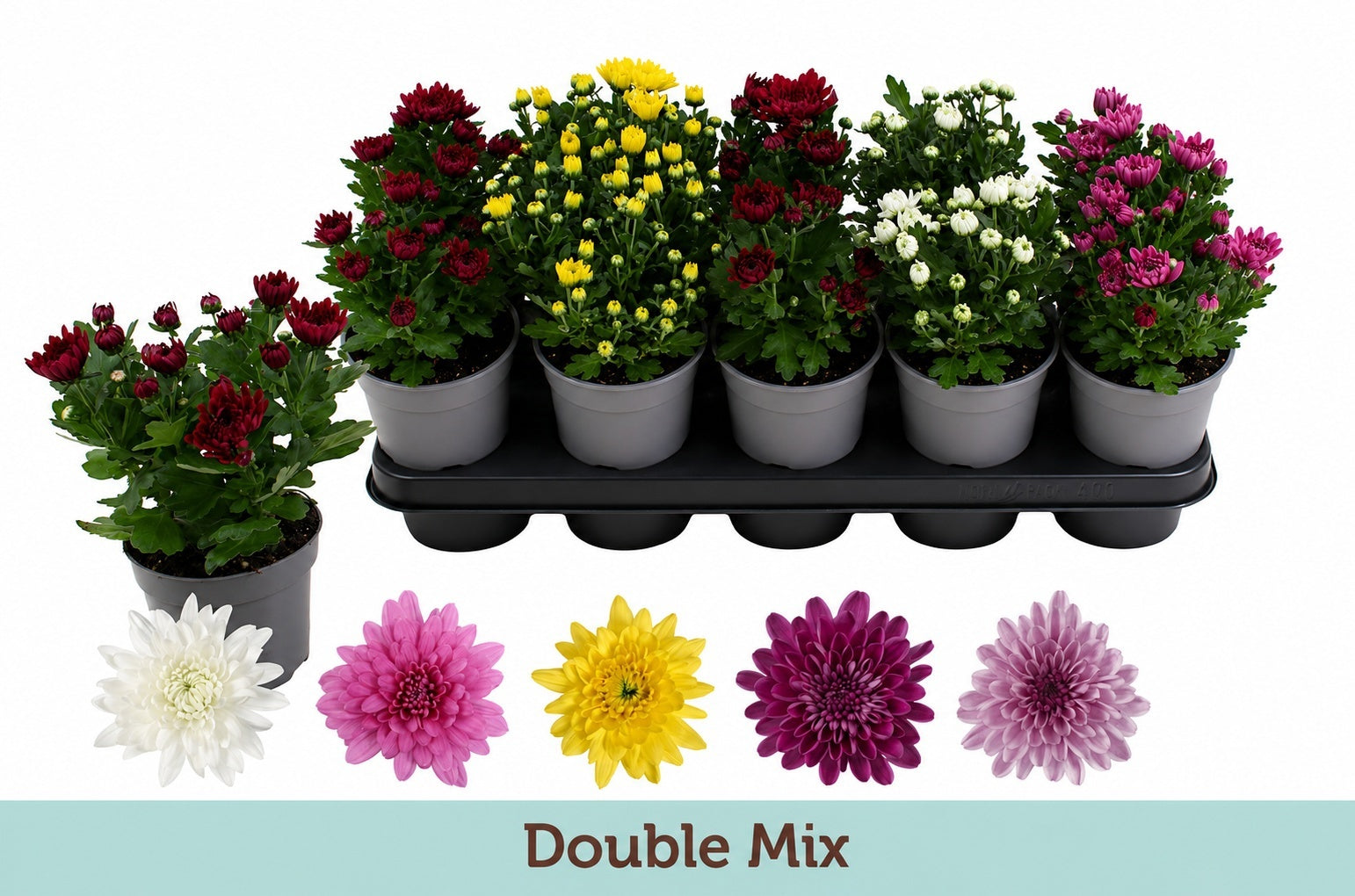 Pure Collection Chrysanthemum double mix Pack of 6
