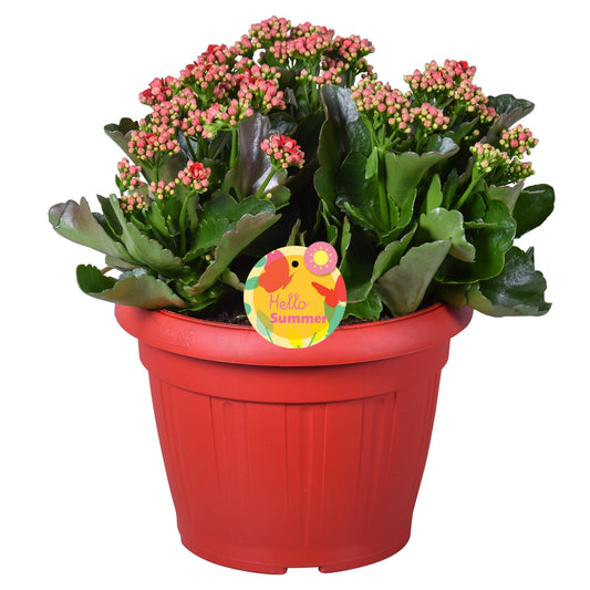Kalanchoe Rubio Red 30cm 22cm Pot