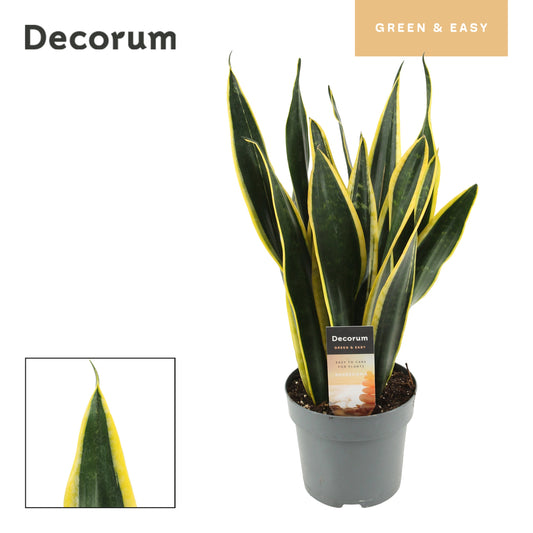 Sansevieria Black Gold 45cm 14cm Pot