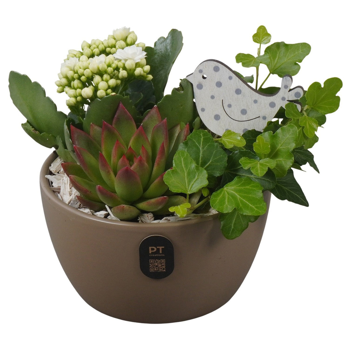 Indoor arrangement 17cm 14cm Pot