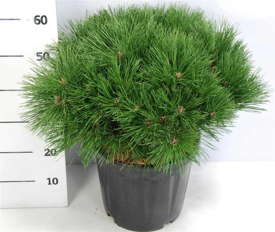 Pinus nigra Pierrick Bregeon 60cm 32cm Pot