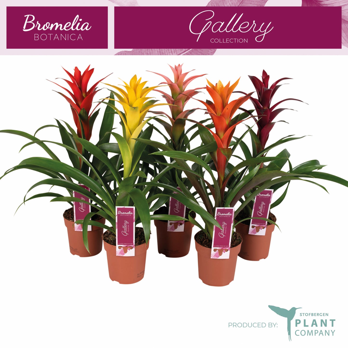 Plant Company BV (Stofbergen) Guzmania mix Pack of 10