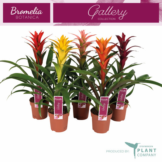 Plant Company BV (Stofbergen) Guzmania mix Pack of 10