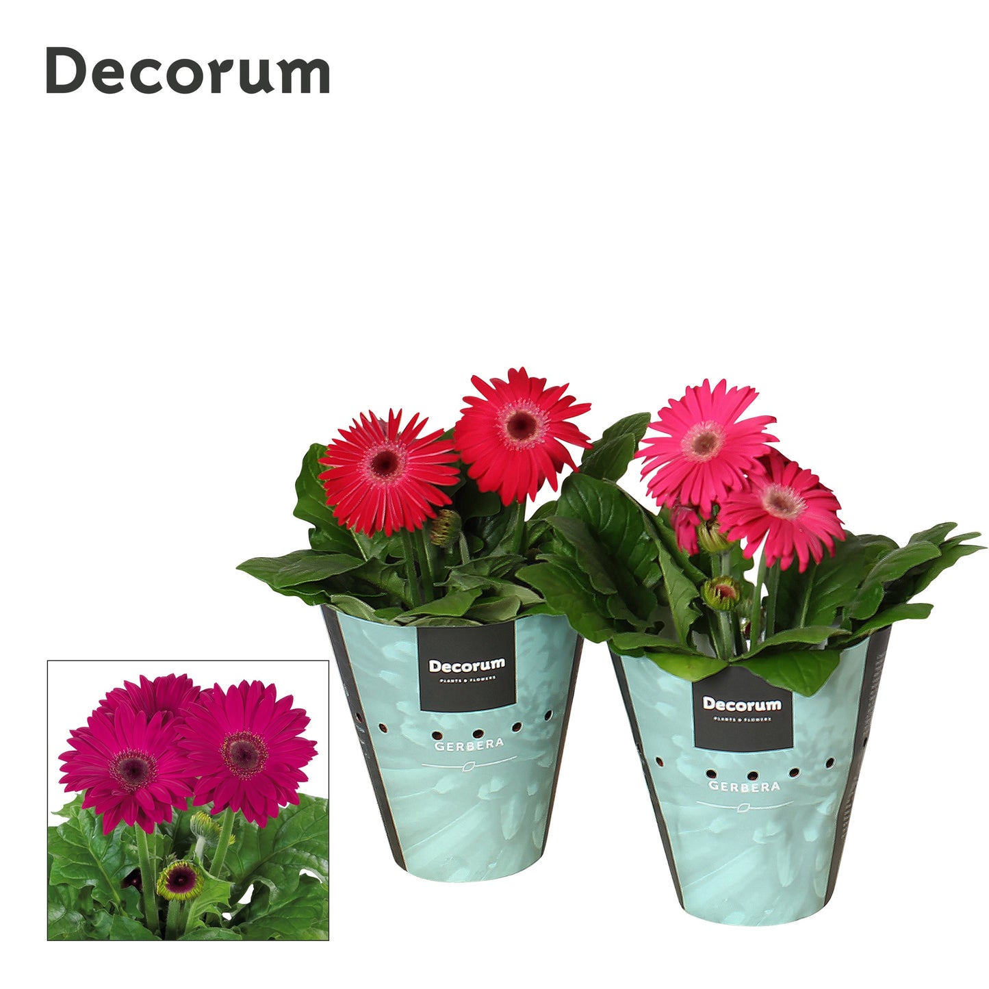 Velden, Firma Freek v.d. Gerbera Flori Line purple Pack of 9