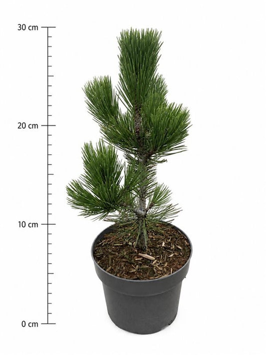 Pinus Compact Gem 55cm 23cm Pot