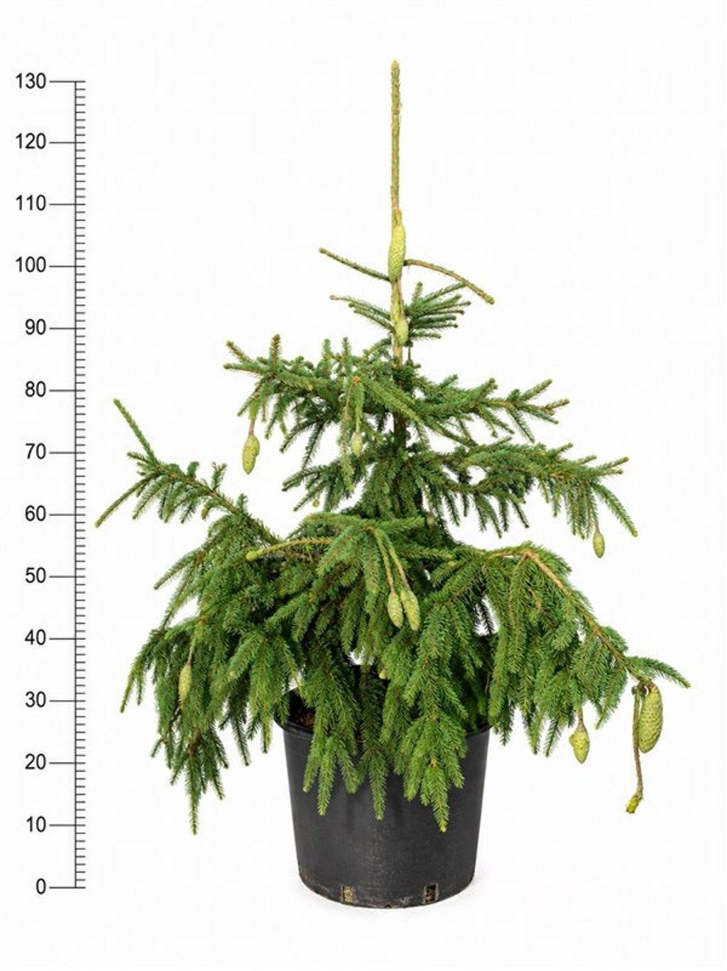 Picea 130cm 48cm Pot