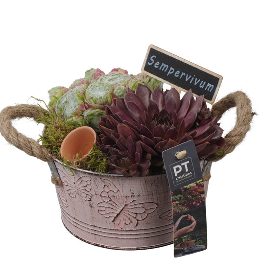 arr. Sempervivum 16cm 16cm Pot