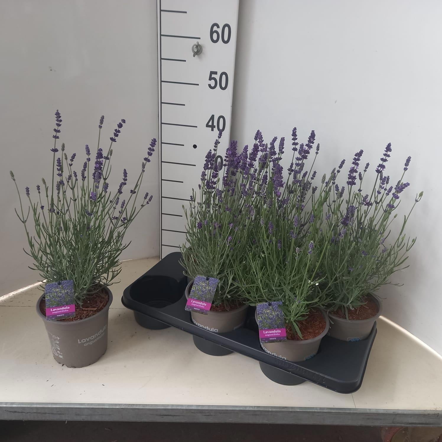 Lavandula Hidcote 40cm 15cm Pot
