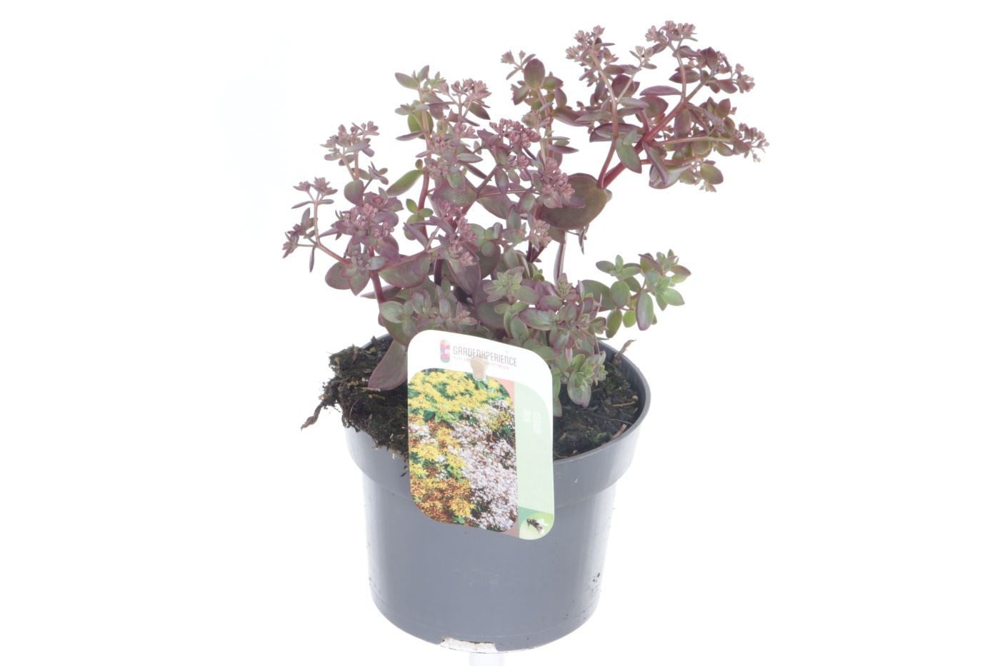 Sedum album mix 20cm 13cm Pot