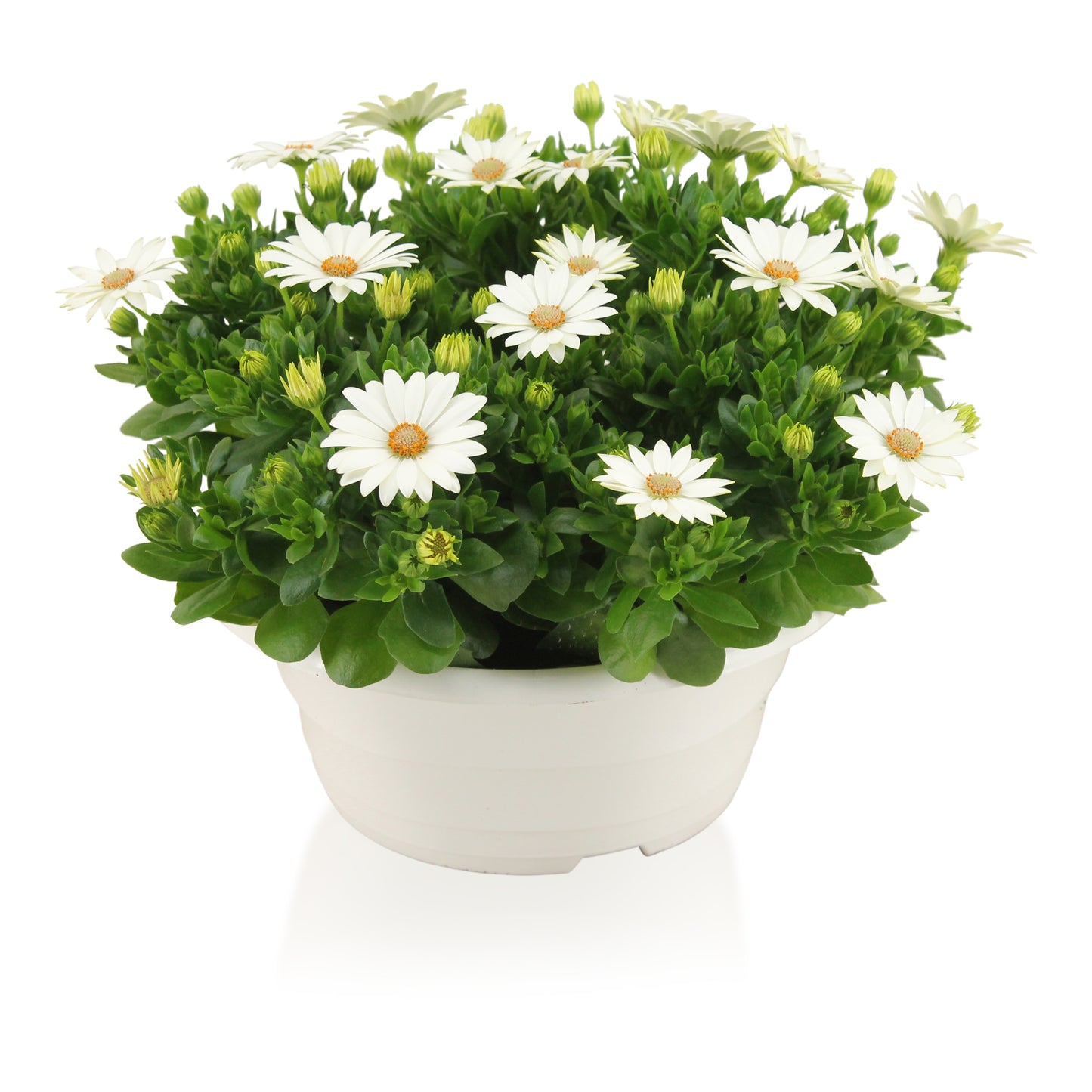 Osteospermum Margarita White 27cm 23cm Pot