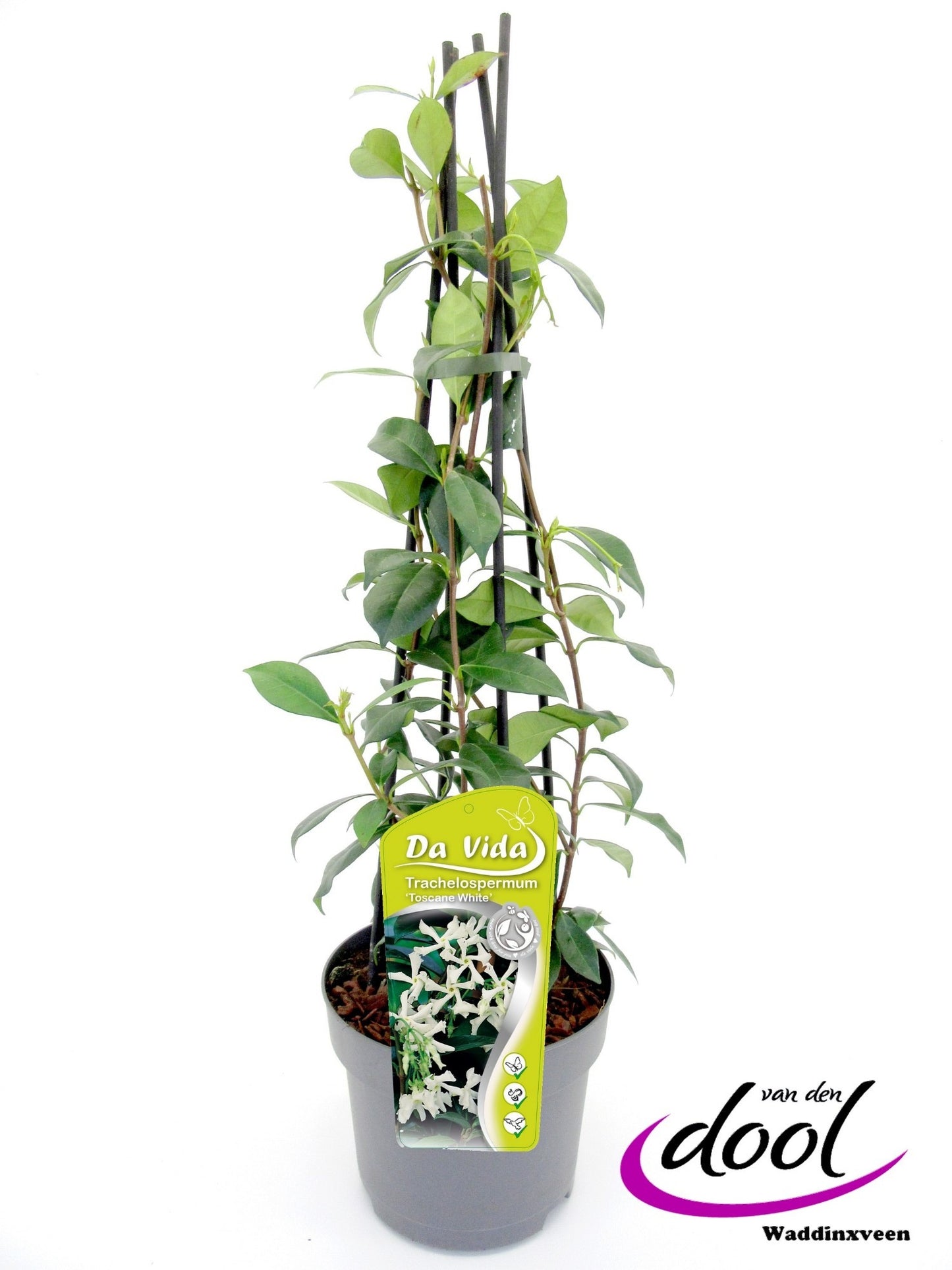 Trachelospermum jasminoides 80cm 19cm Pot