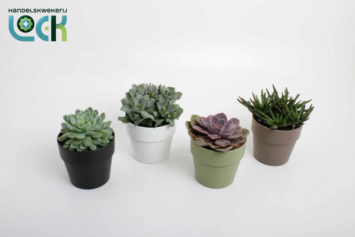 Succulent mix 15cm 12cm Pot